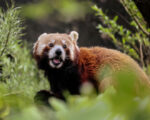 München: Tierpark Hellabrunn