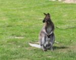 München: Tierpark Hellabrunn