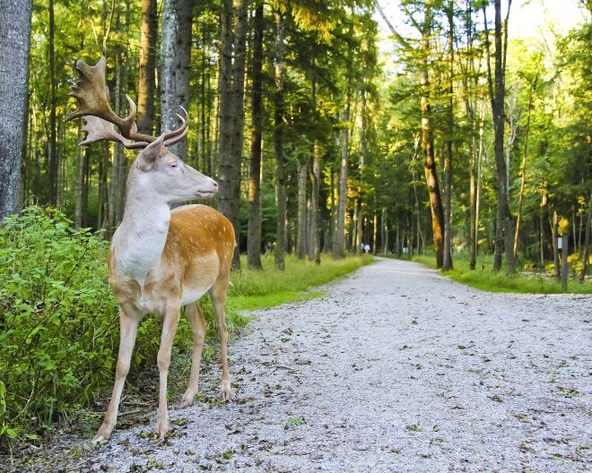 Landsberg: Wildpark Pössinger Au