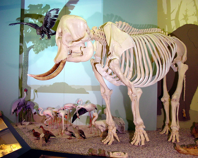 Augsburg: Naturmuseum