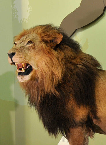 Augsburg: Naturmuseum Augsburg: Naturmuseum