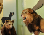 Augsburg: Naturmuseum