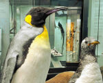 Augsburg: Naturmuseum