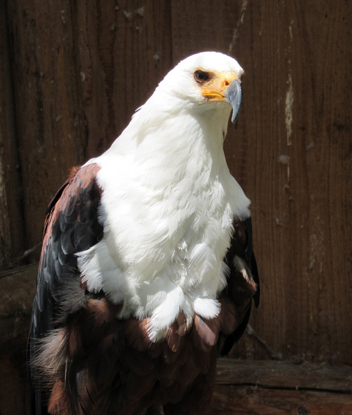 Konzenberg: Greifvogelpark Menter