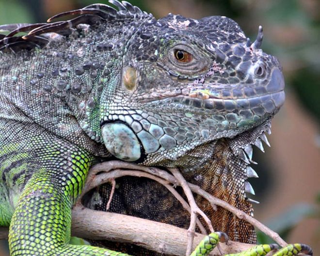 Neu-Ulm: Schildkröten- und Reptilienzoo