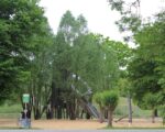 Augsburg Kriegshaber: Kletterparadies im Reesepark
