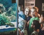 Giengen: Höhlenerlebniswelt mit Museum