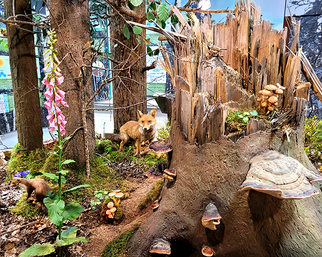Königsbrunn: Naturmuseum