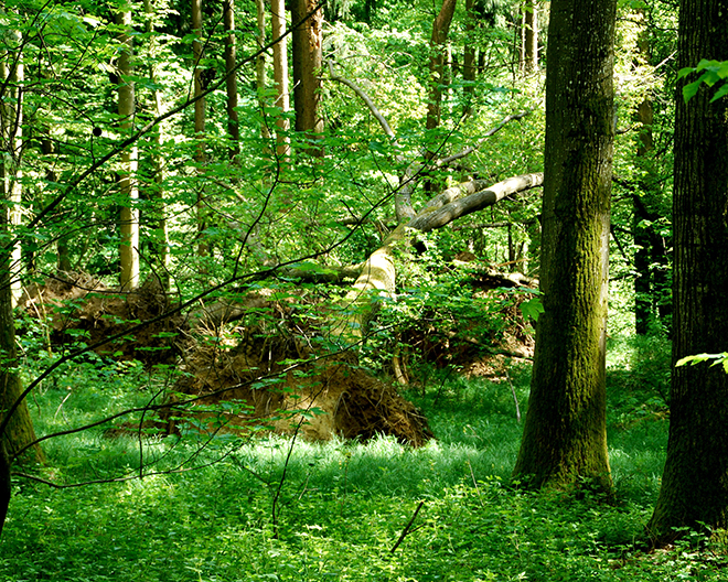 Schwabegg: Natur- und Kulturlehrpfad „Haldenburg“ + Geocaching Schwabegg: Natur- und Kulturlehrpfad „Haldenburg“ + Geocaching