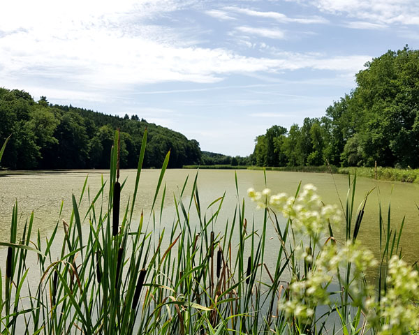 Bobingen: Teiche Burgwalden