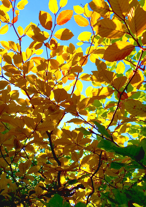 Deuringen: Naturerlebnispfad „Deuringer Heide“