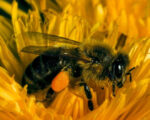 Illertissen: Bienenmuseum