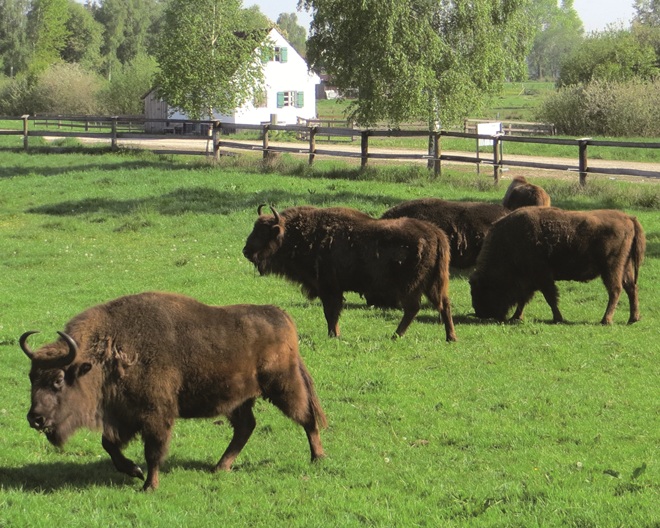 Karlshuld: Haus im Moos