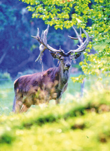 Bregenz: Alpenwildpark am Pfänder Bregenz: Alpenwildpark am Pfänder