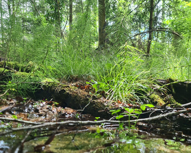 Paterzell: Eibenwald