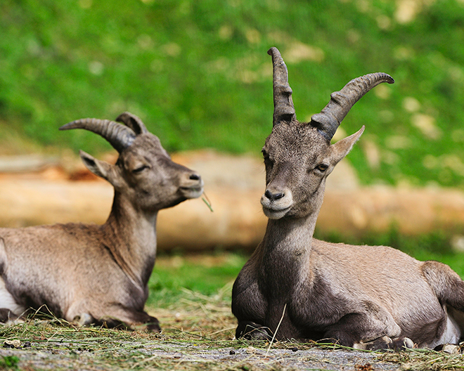 Bregenz: Erlebnisberg und Alpenwildpark am Pfänder