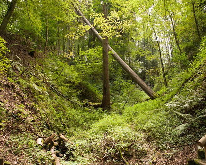 Thannhausen: Naturerlebnispfad Hansenhohl Thannhausen: Naturerlebnispfad Hansenhohl