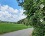 Fischach: Buschelberg Wanderung