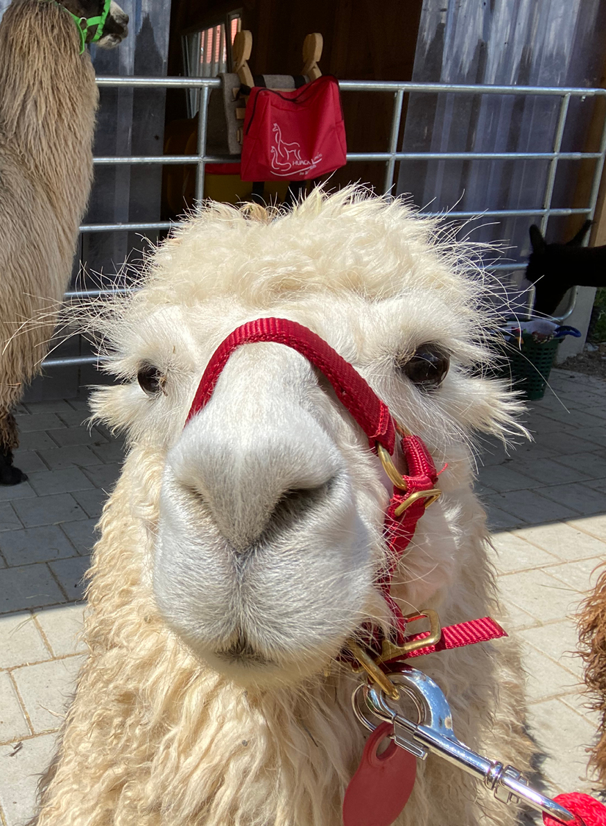 Buch: Huaca Lamas – Lamawanderungen