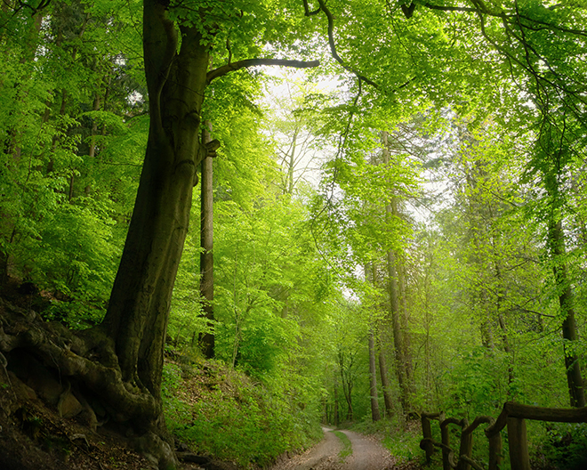 Fultenbach: Klosterwald-Rundwanderweg