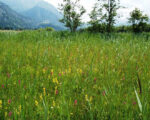 Allgäu: Moorwanderungen Allgäu: Moorwanderungen
