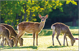 Kategorie: Tiere erleben
