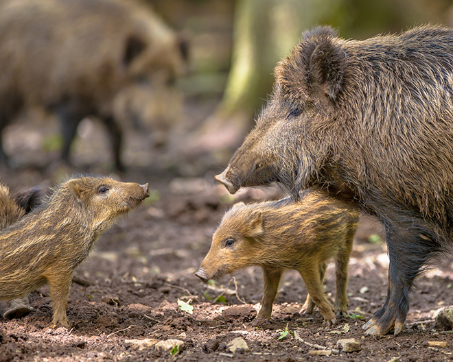 Tierparks und Bauernhöfe liesLotte Familienausflug - Wildschweine