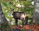Heidenheim: Wildpark Eichert