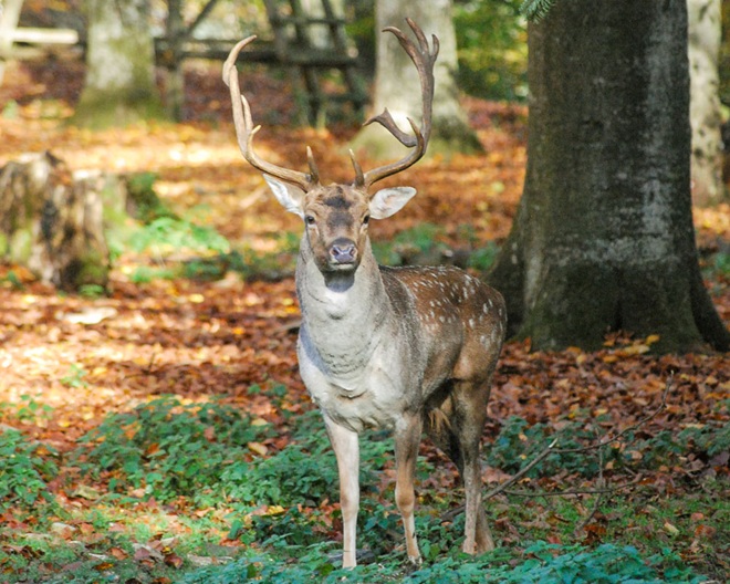 Heidenheim: Wildpark Eichert