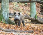 Heidenheim: Wildpark Eichert