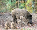 Heidenheim: Wildpark Eichert