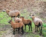 Heidenheim: Wildpark Eichert